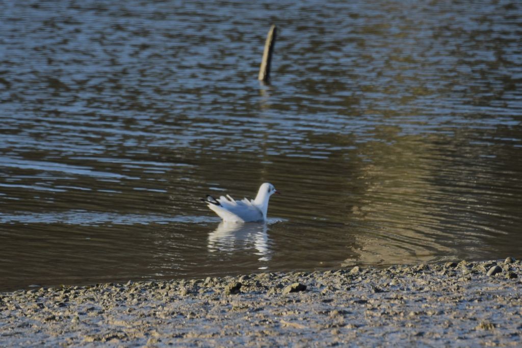 紅嘴鷗 - ML647832742