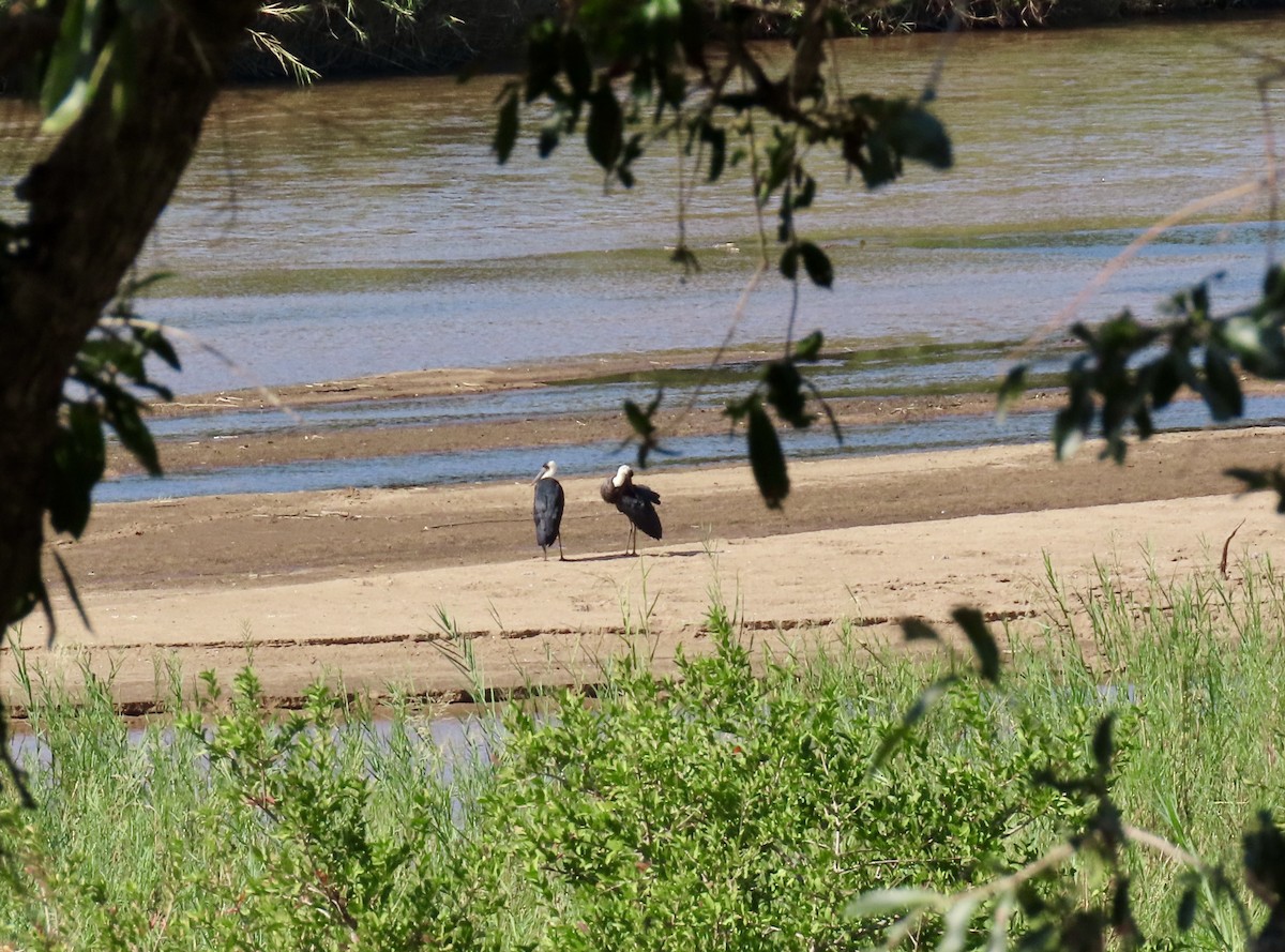 African Woolly-necked Stork - ML647832744