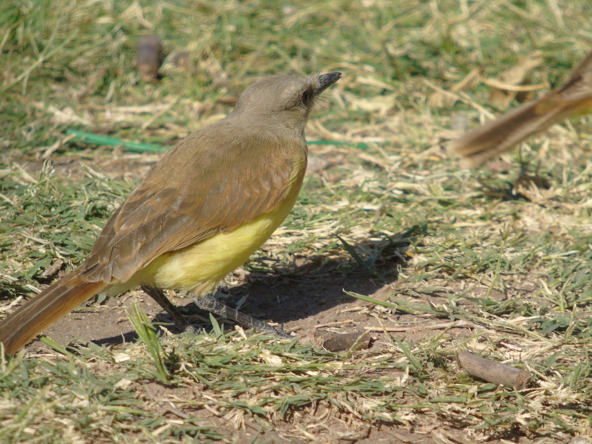 Cattle Tyrant - ML647832747