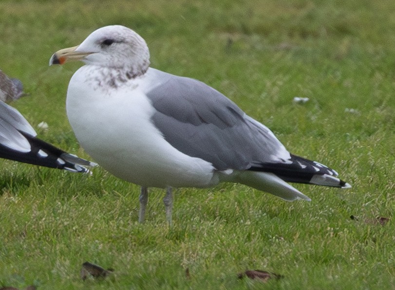 Gaviota Californiana - ML647832749