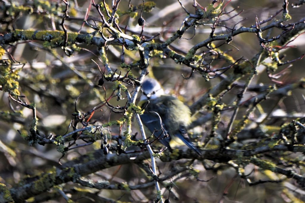Eurasian Blue Tit - ML647832756