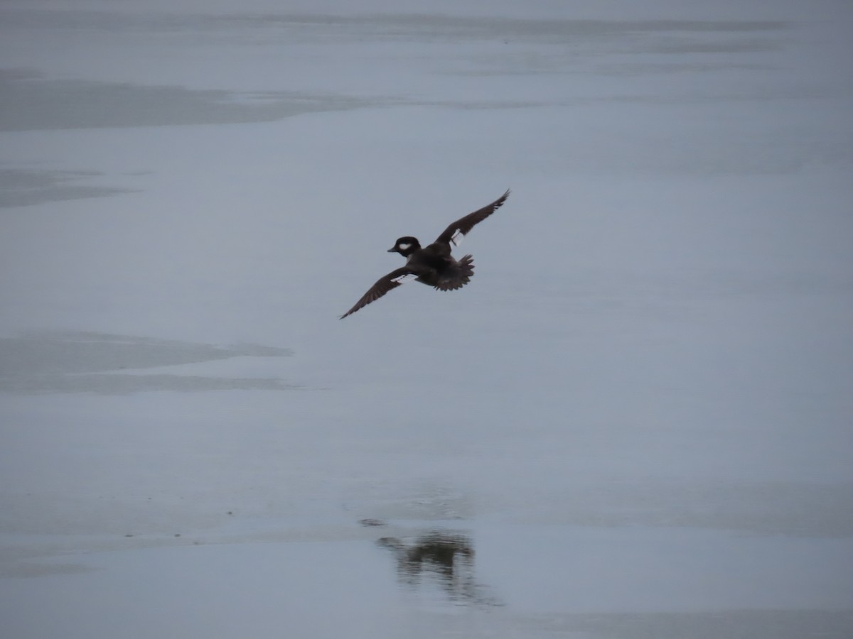 Bufflehead - ML647832758