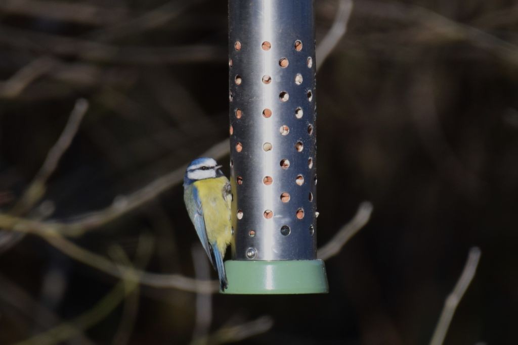 Eurasian Blue Tit - ML647832762