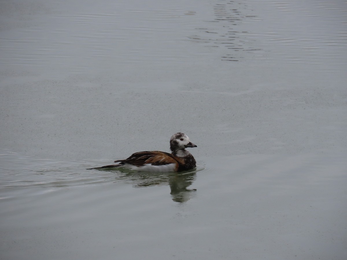 長尾鴨 - ML647832832