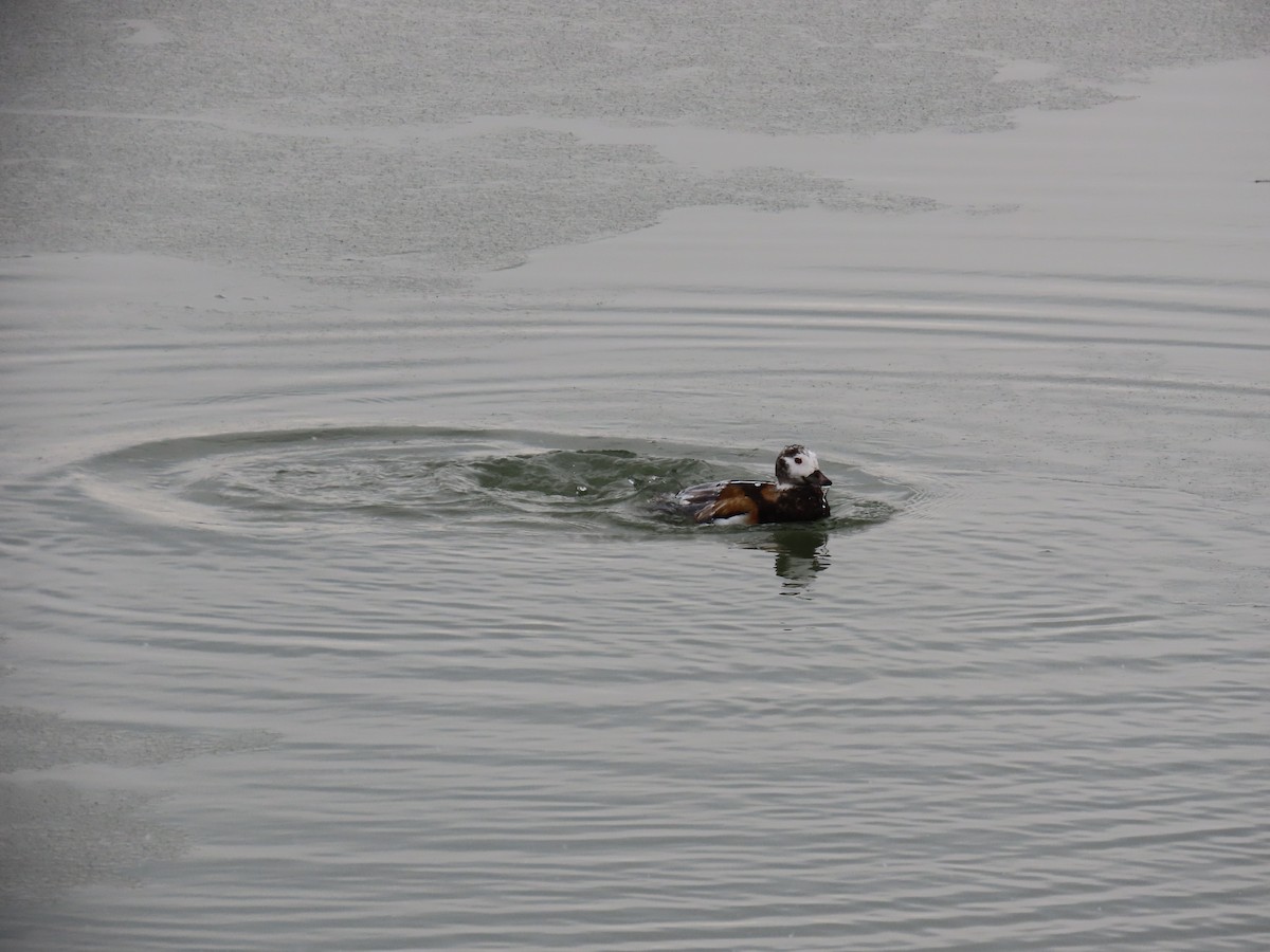 長尾鴨 - ML647832865