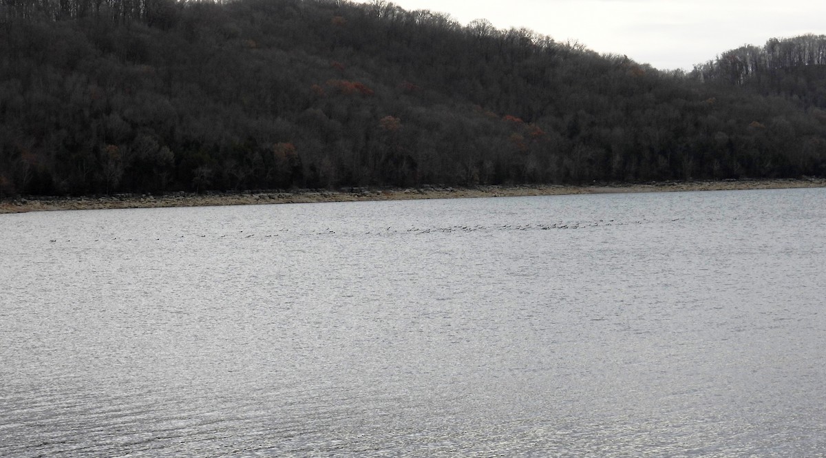 potáplice lední - ML647832932