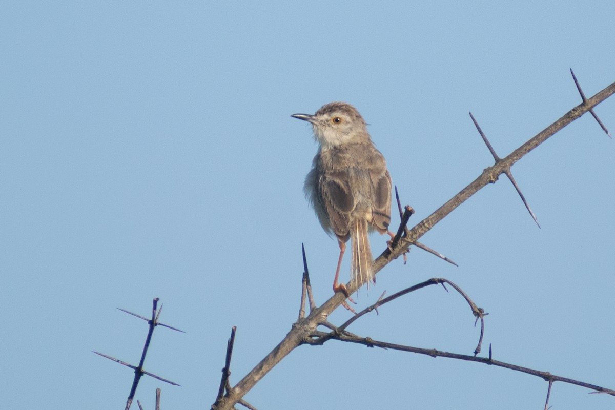 Prinia Sencilla - ML647832943