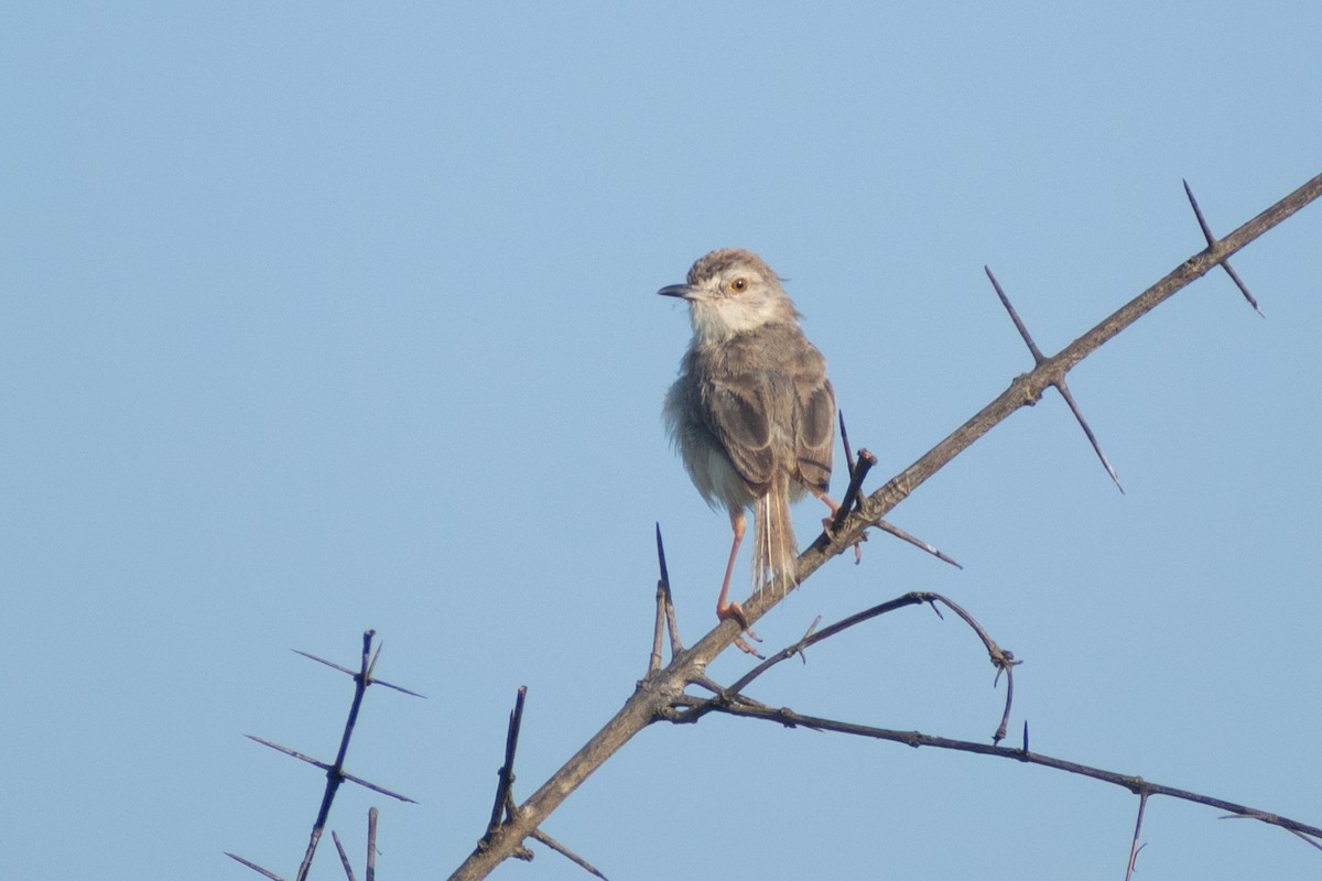 Prinia Sencilla - ML647832944