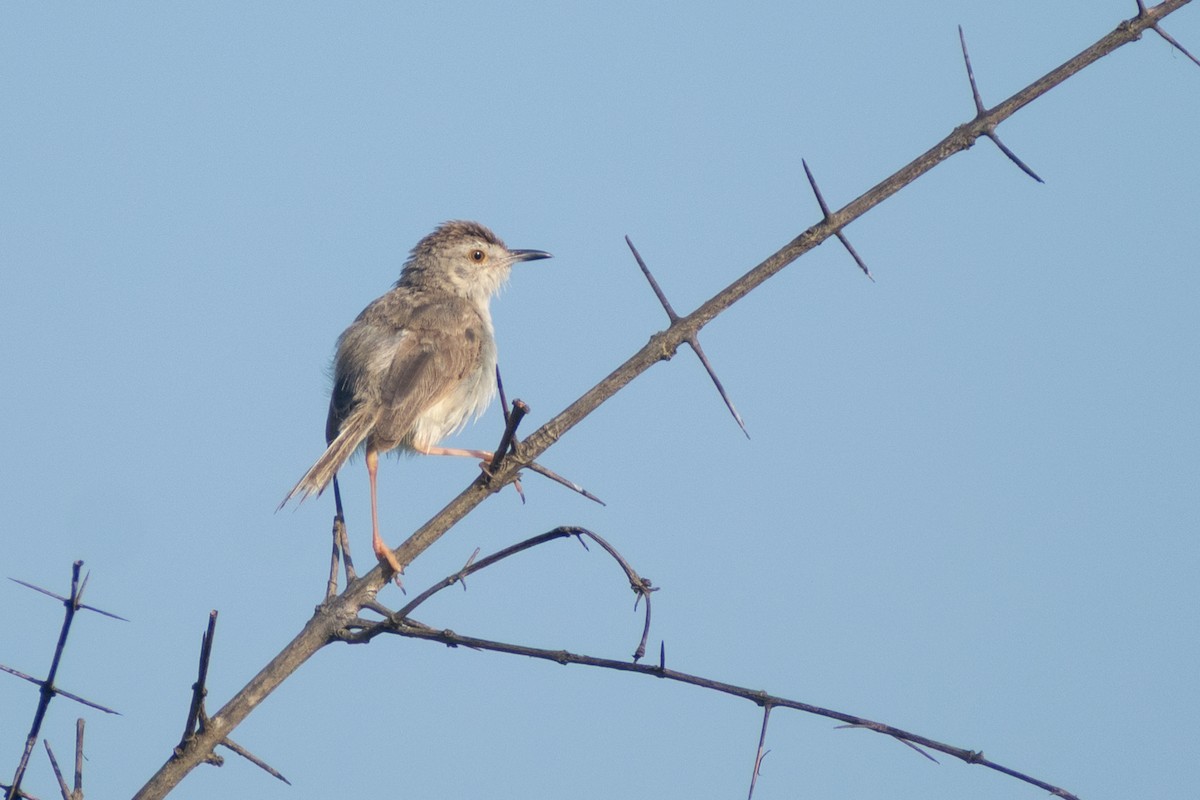 Prinia Sencilla - ML647832945