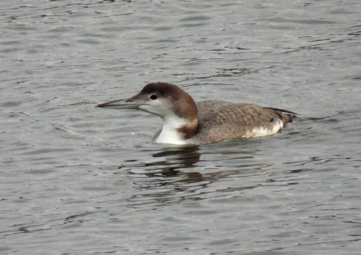 potáplice lední - ML647832977