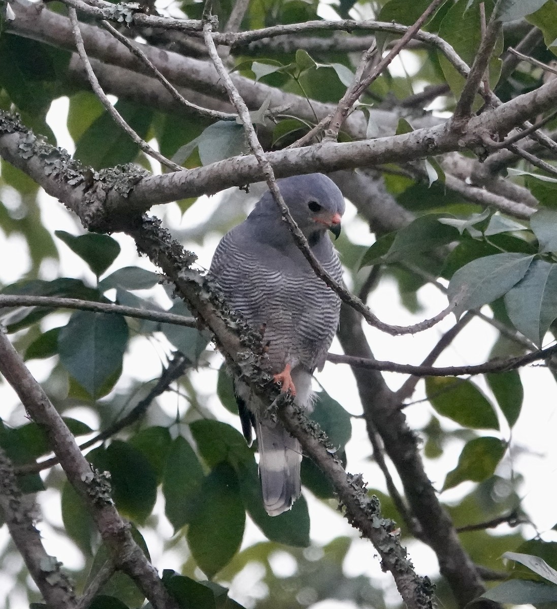 Lizard Buzzard - ML647833003