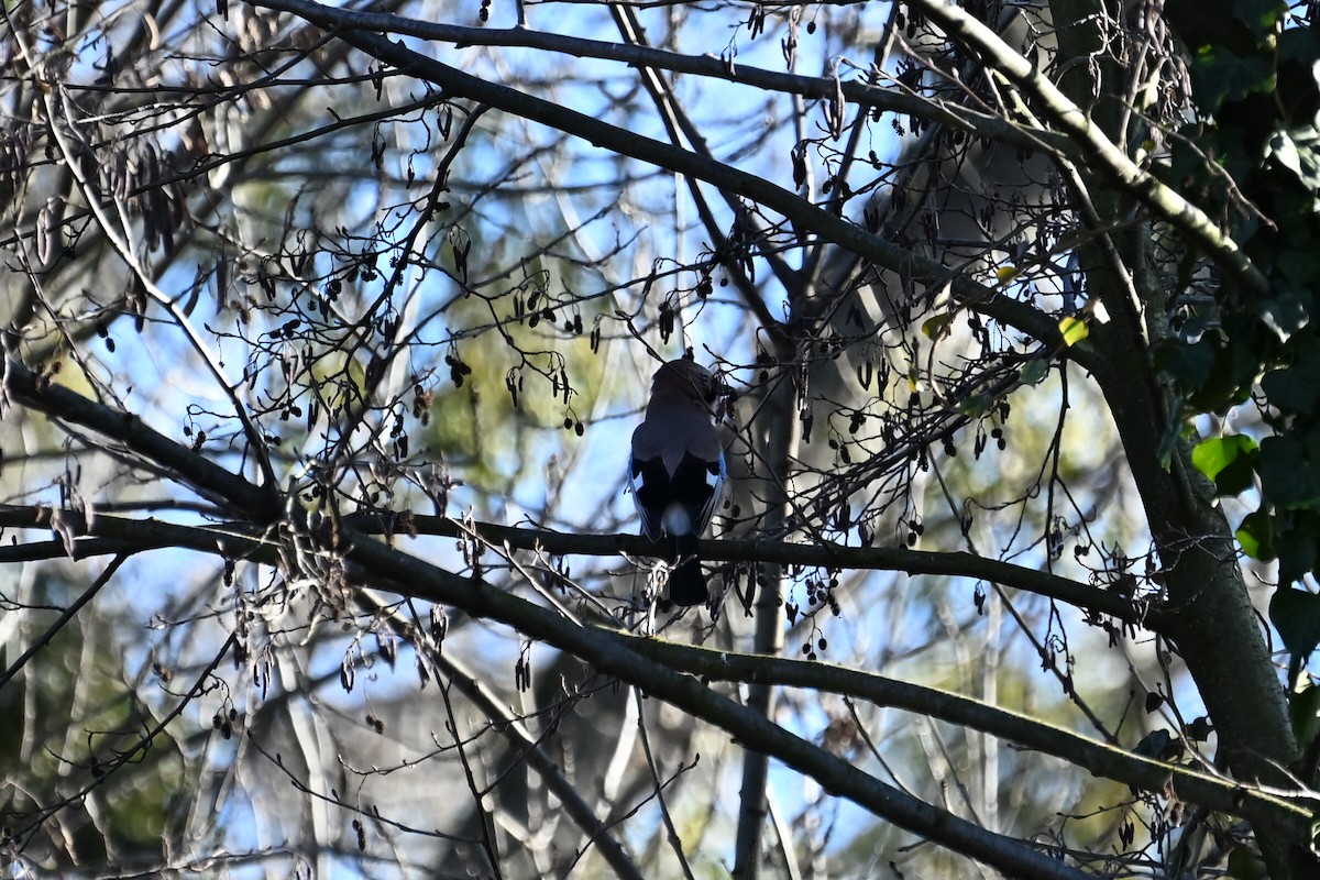 Eurasian Jay - ML647833161