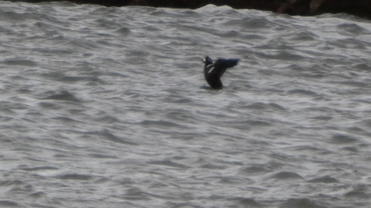 Palyaço Ördeği - ML647833162