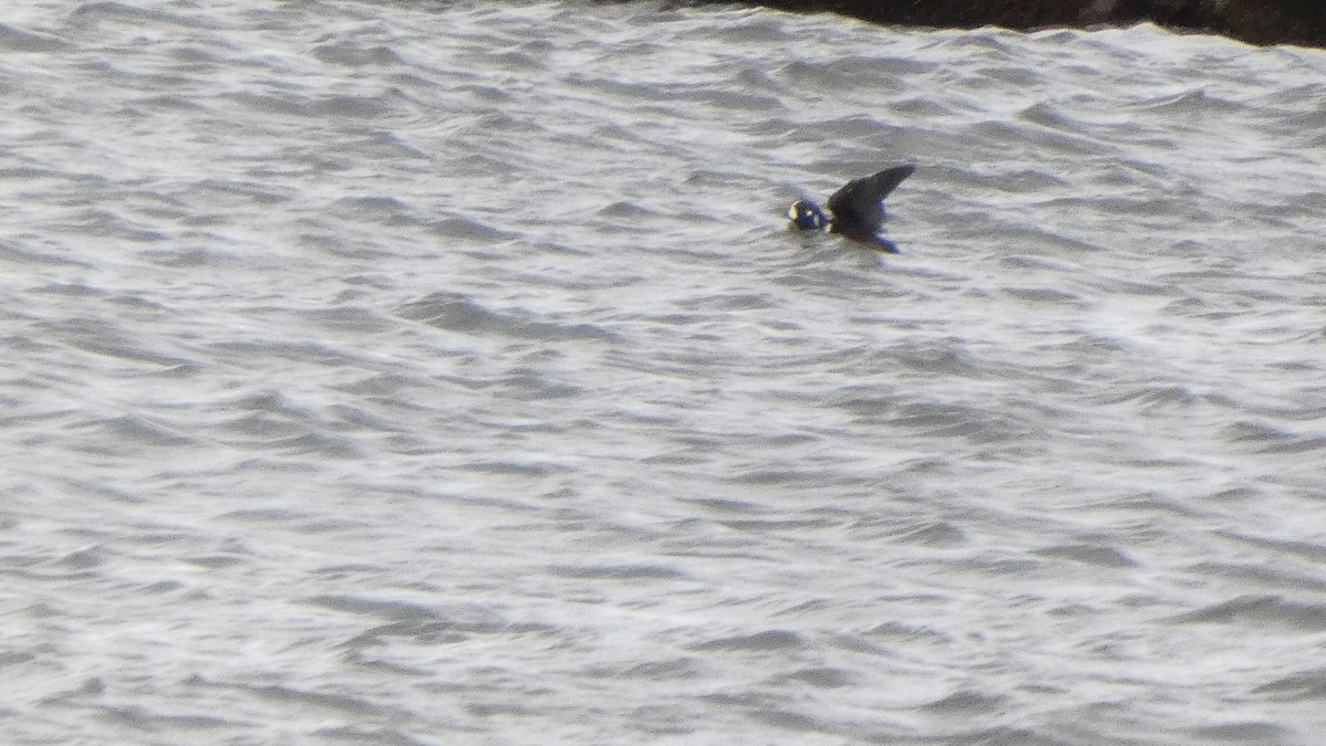 Palyaço Ördeği - ML647833163