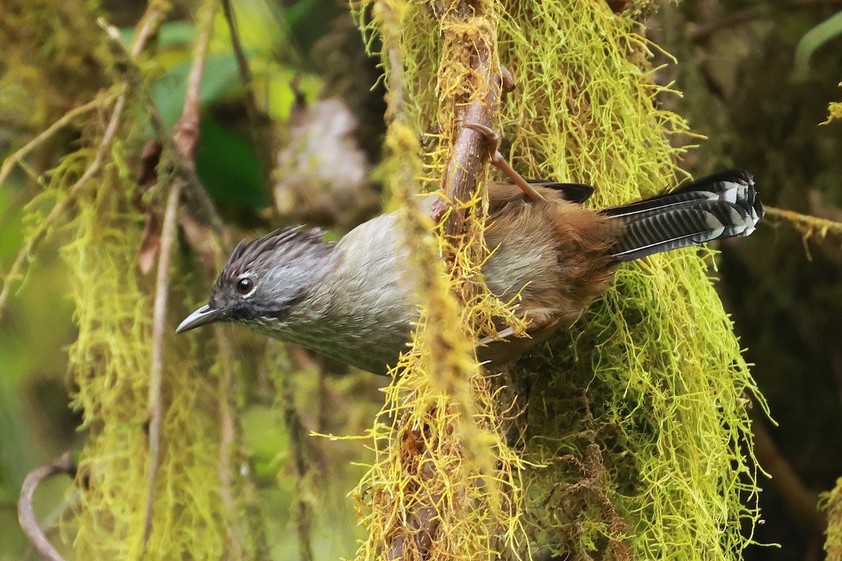 Streak-throated Barwing - ML647833166