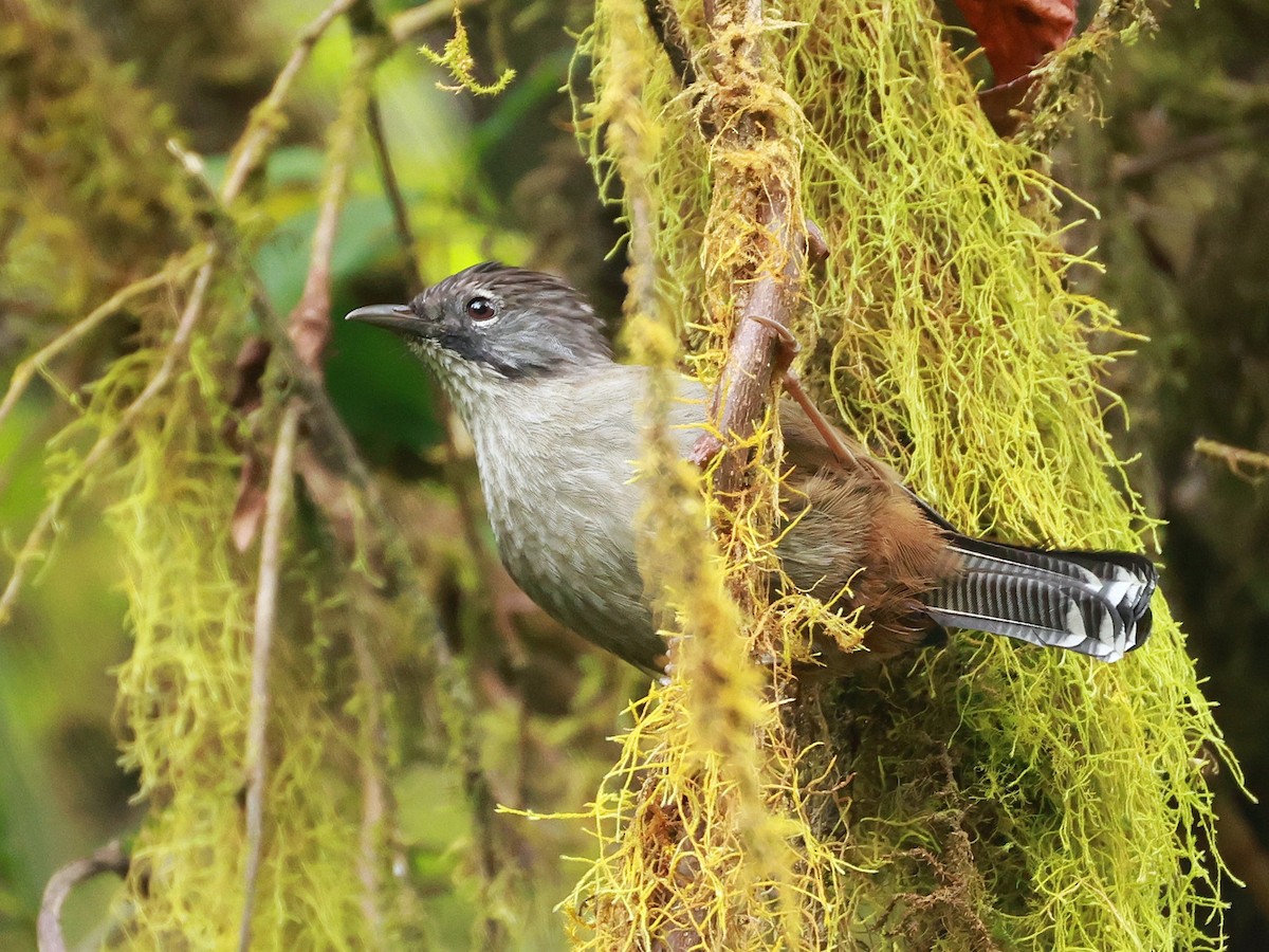 Streak-throated Barwing - ML647833167