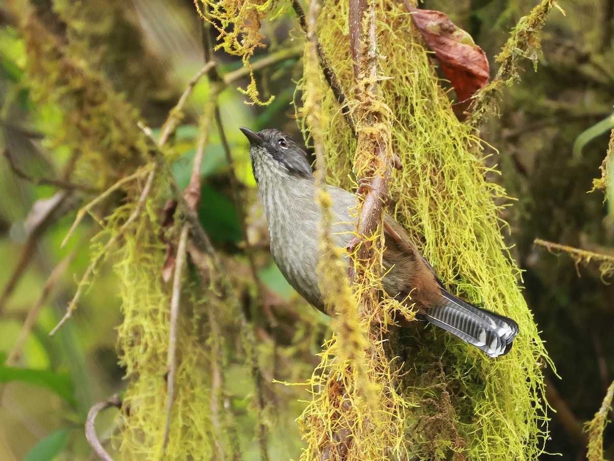 Streak-throated Barwing - ML647833168