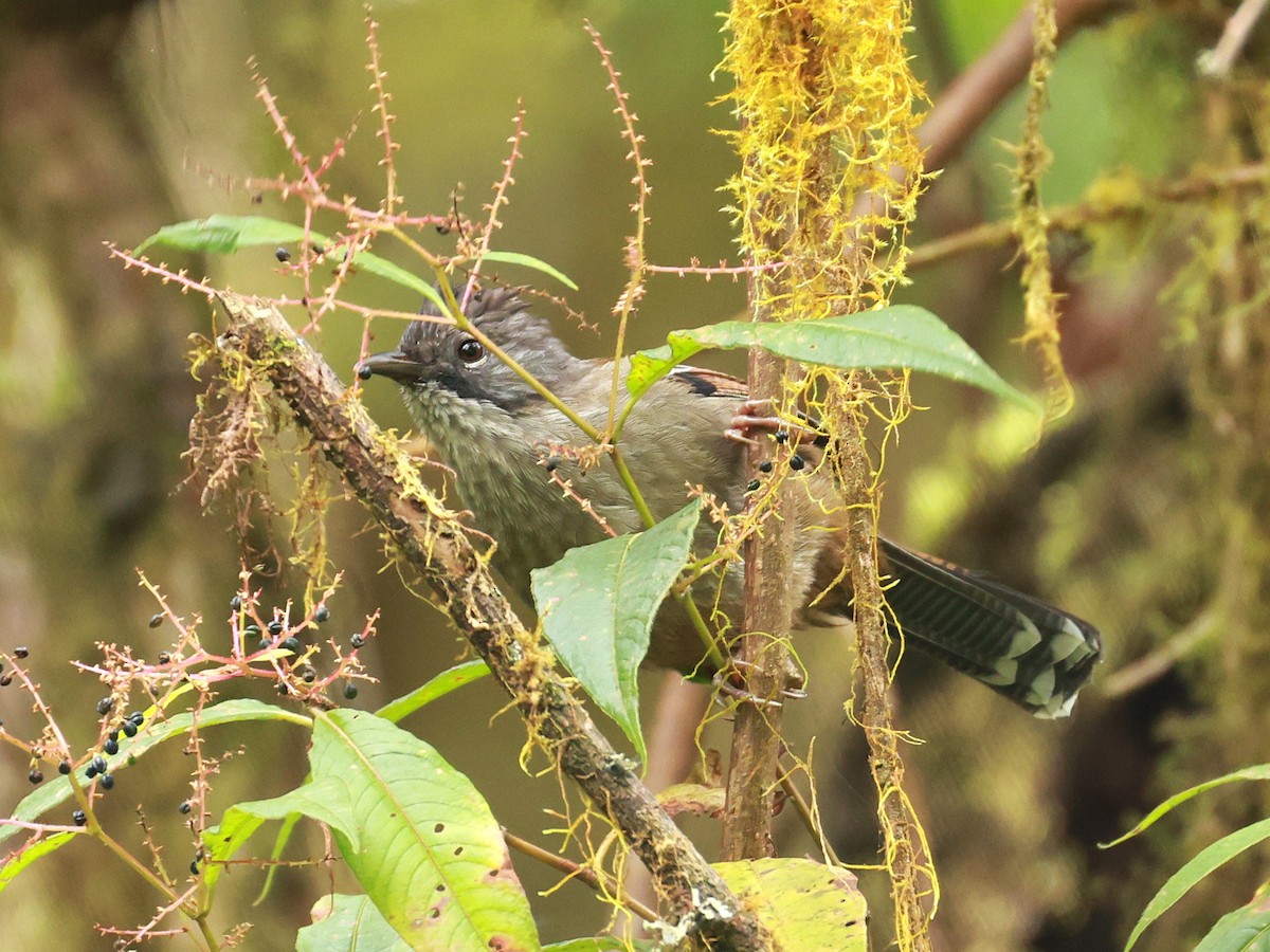 Streak-throated Barwing - ML647833169