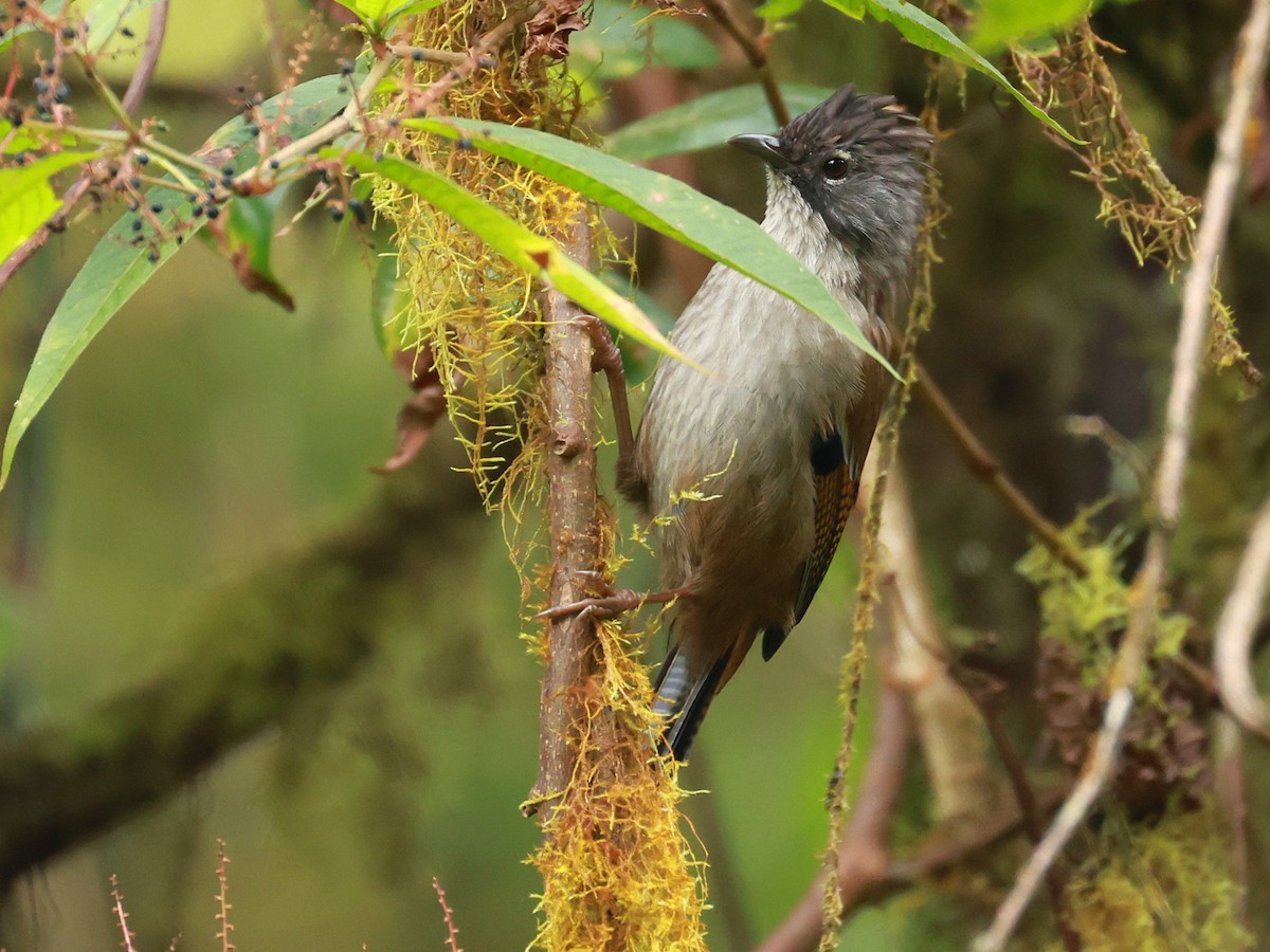 Streak-throated Barwing - ML647833170