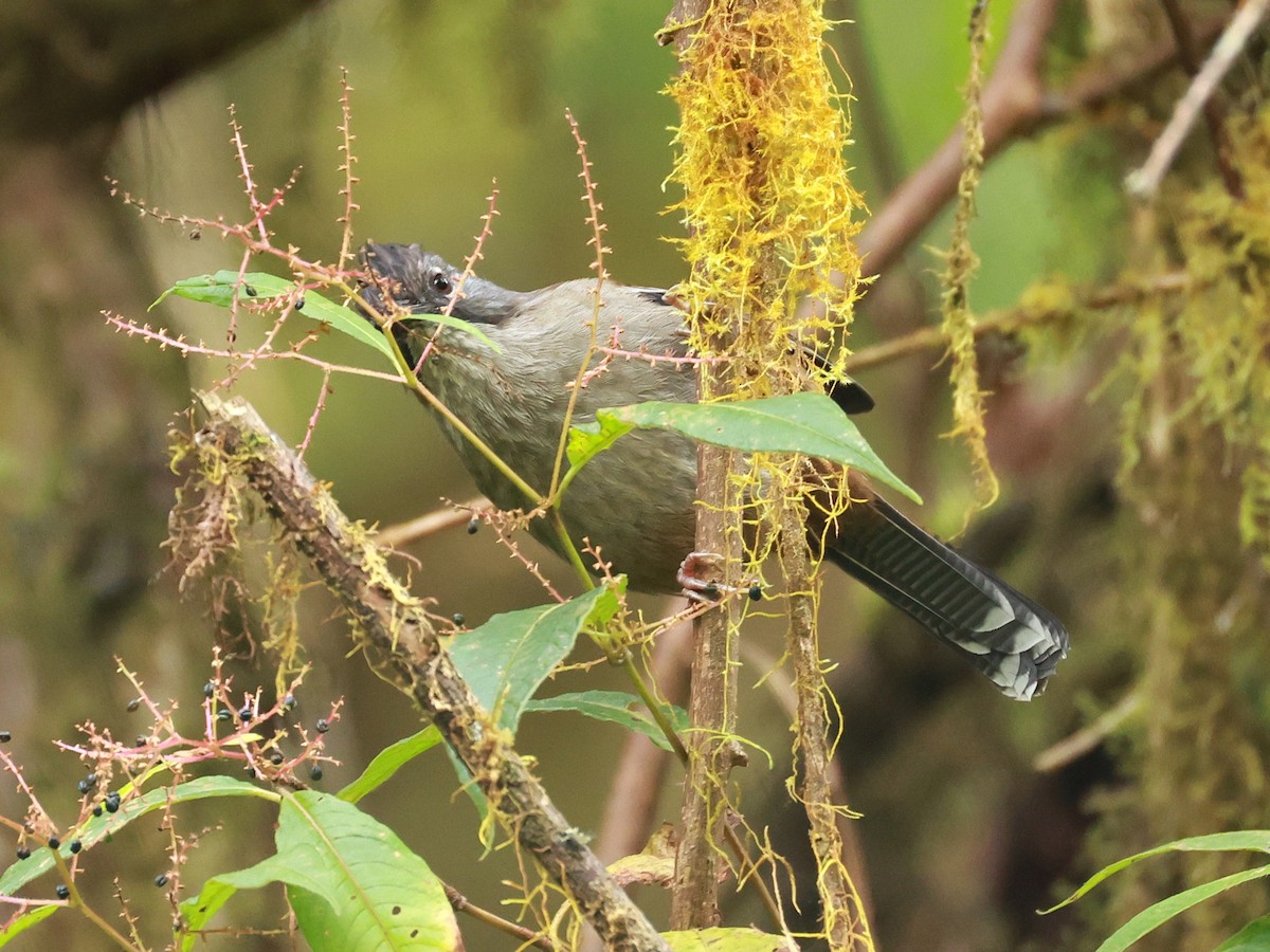 Streak-throated Barwing - ML647833171