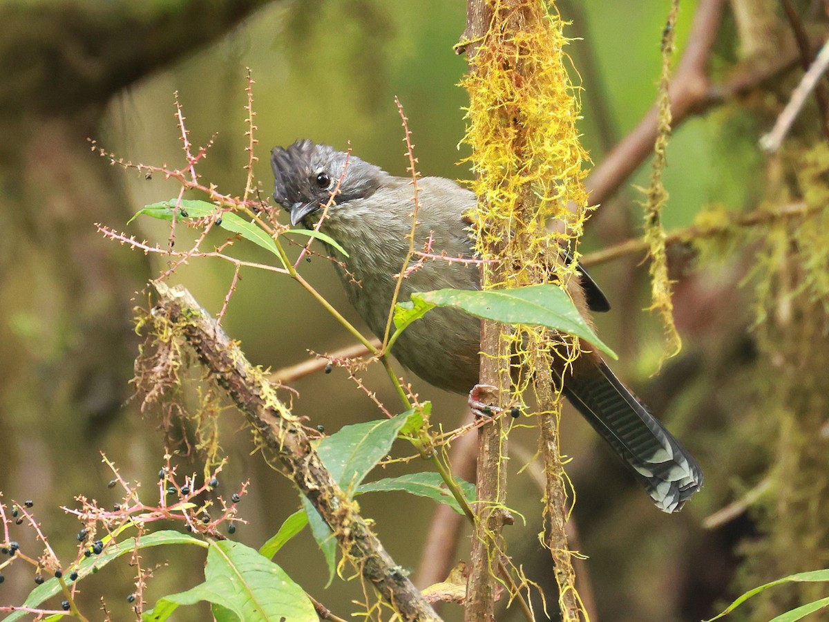 Streak-throated Barwing - ML647833172