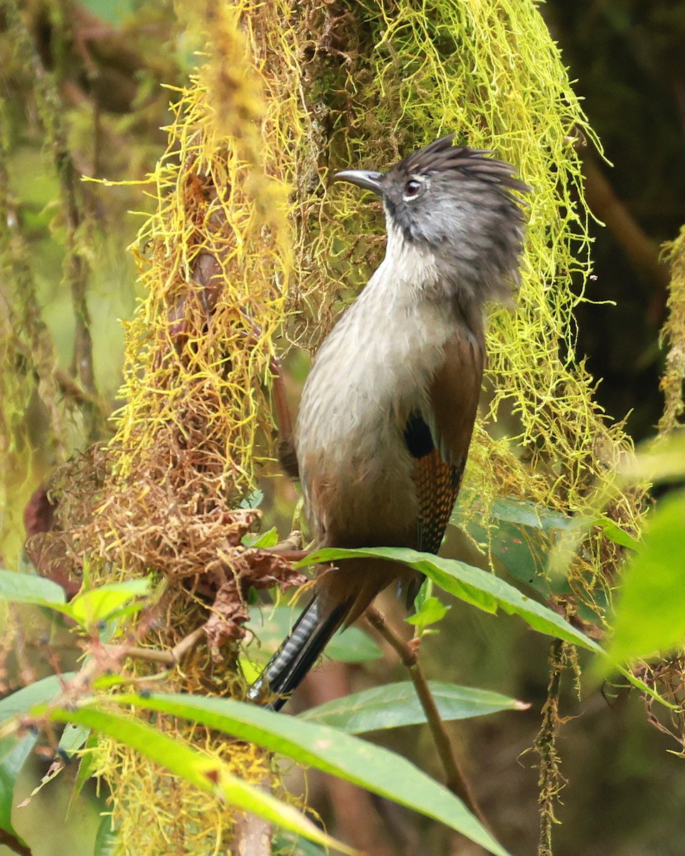 Streak-throated Barwing - ML647833173