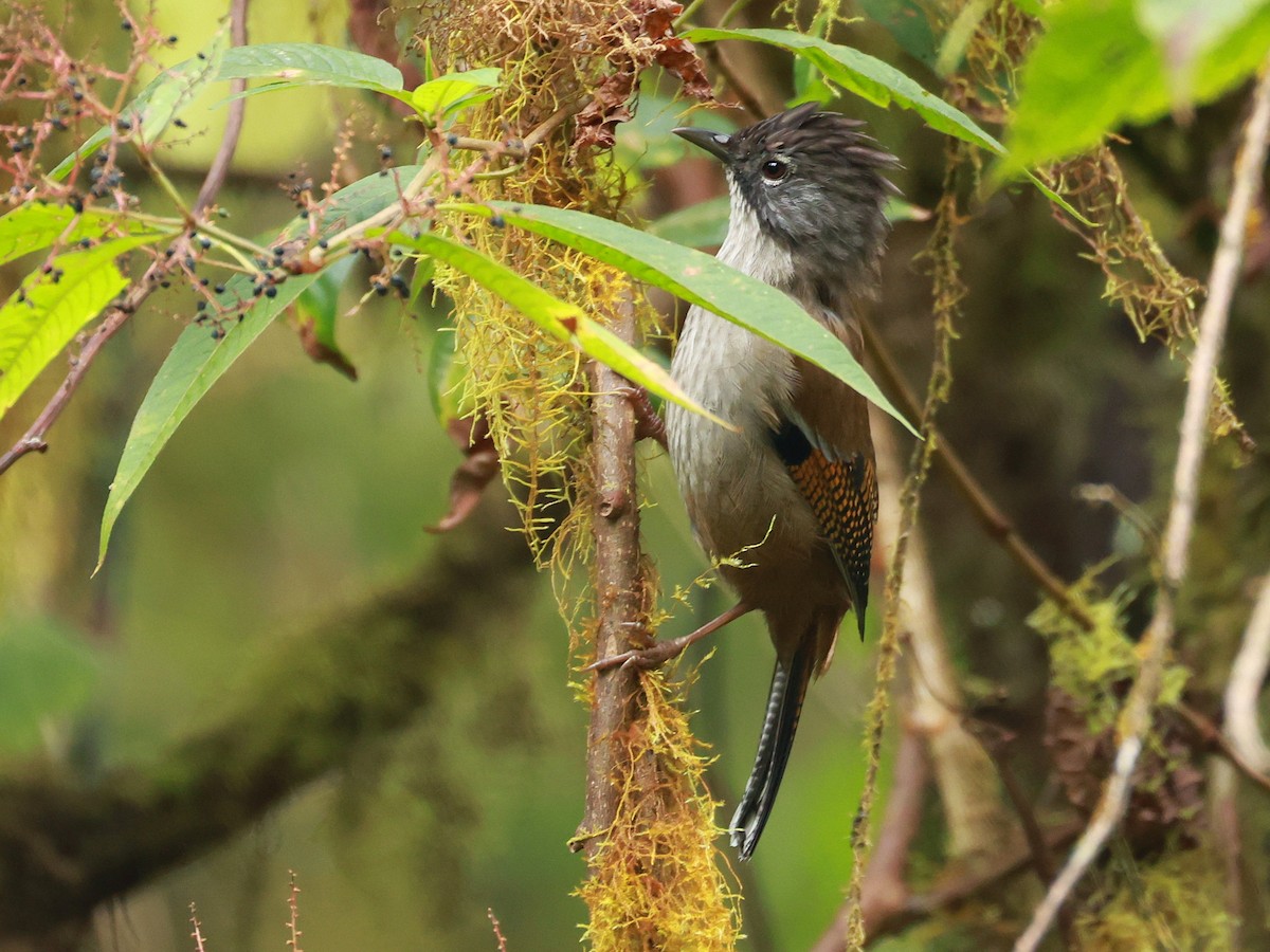 Streak-throated Barwing - ML647833174