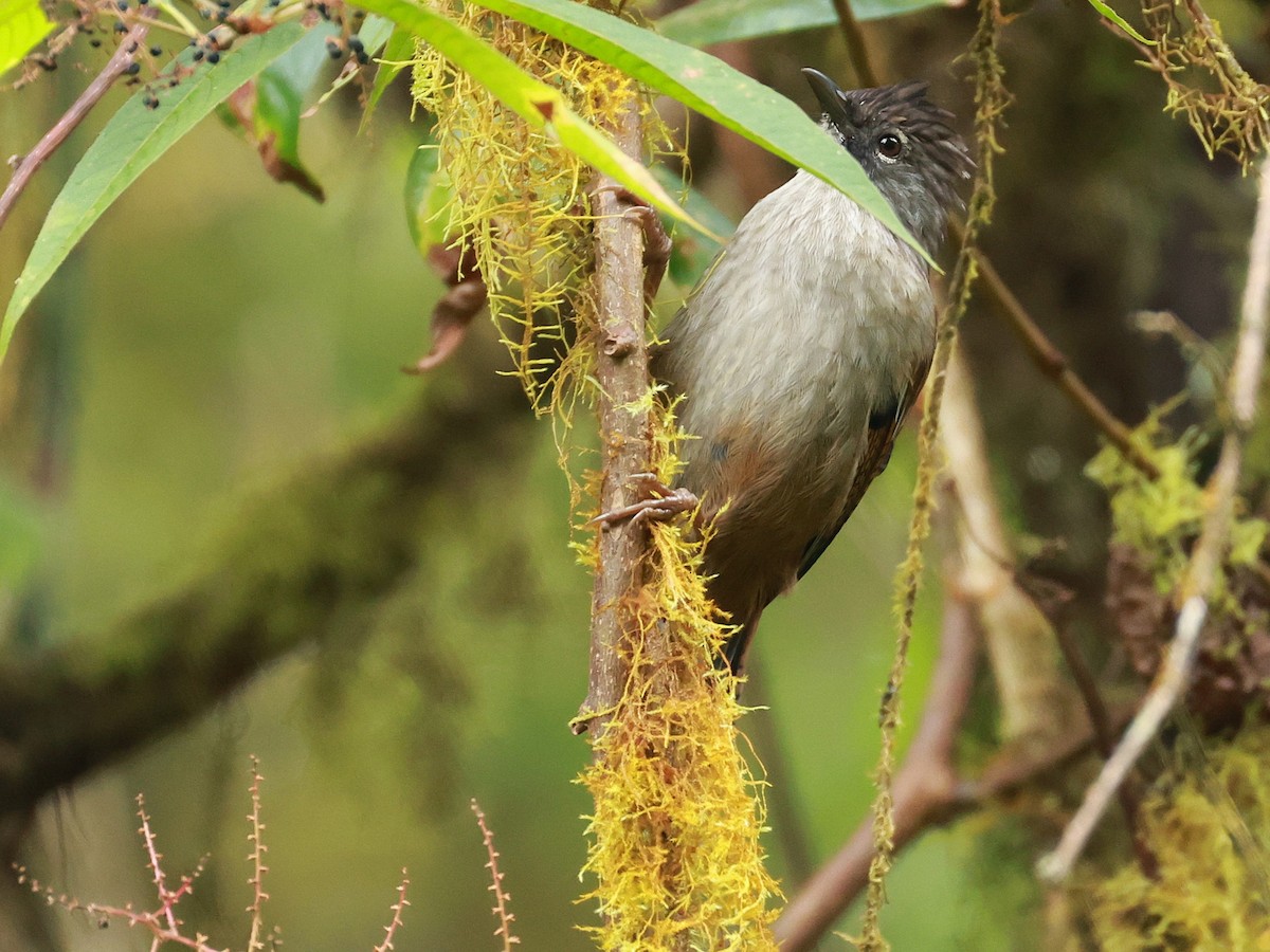 Streak-throated Barwing - ML647833175