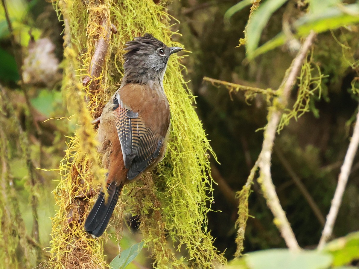 Streak-throated Barwing - ML647833176