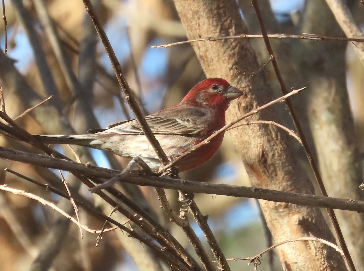 House Finch - ML647833178