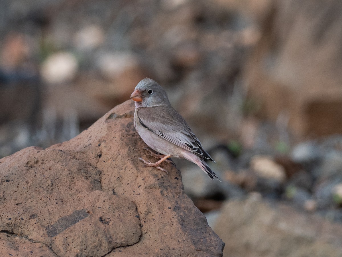 Trumpeter Finch - ML647833180