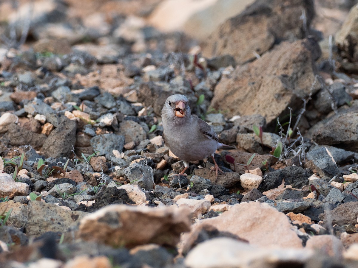 Trumpeter Finch - ML647833182
