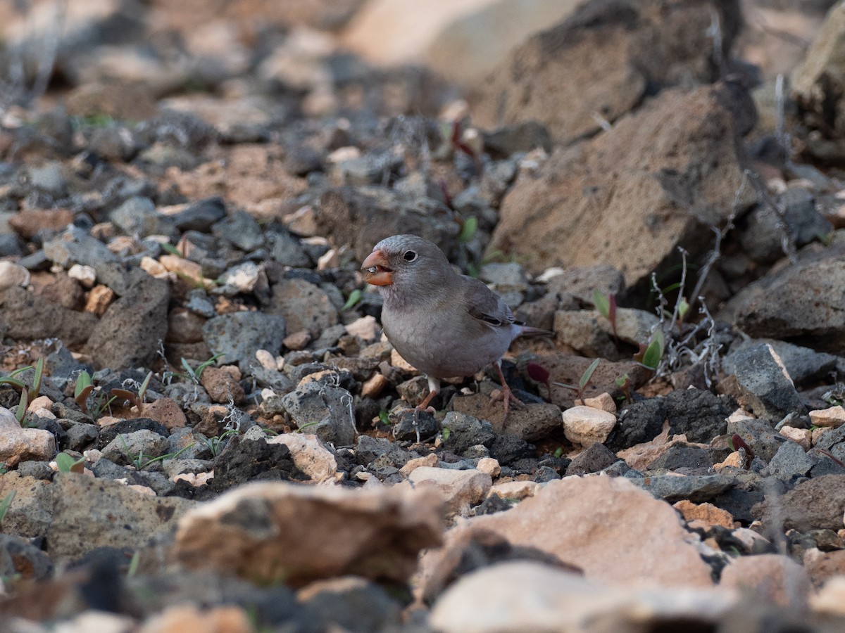 Trumpeter Finch - ML647833183