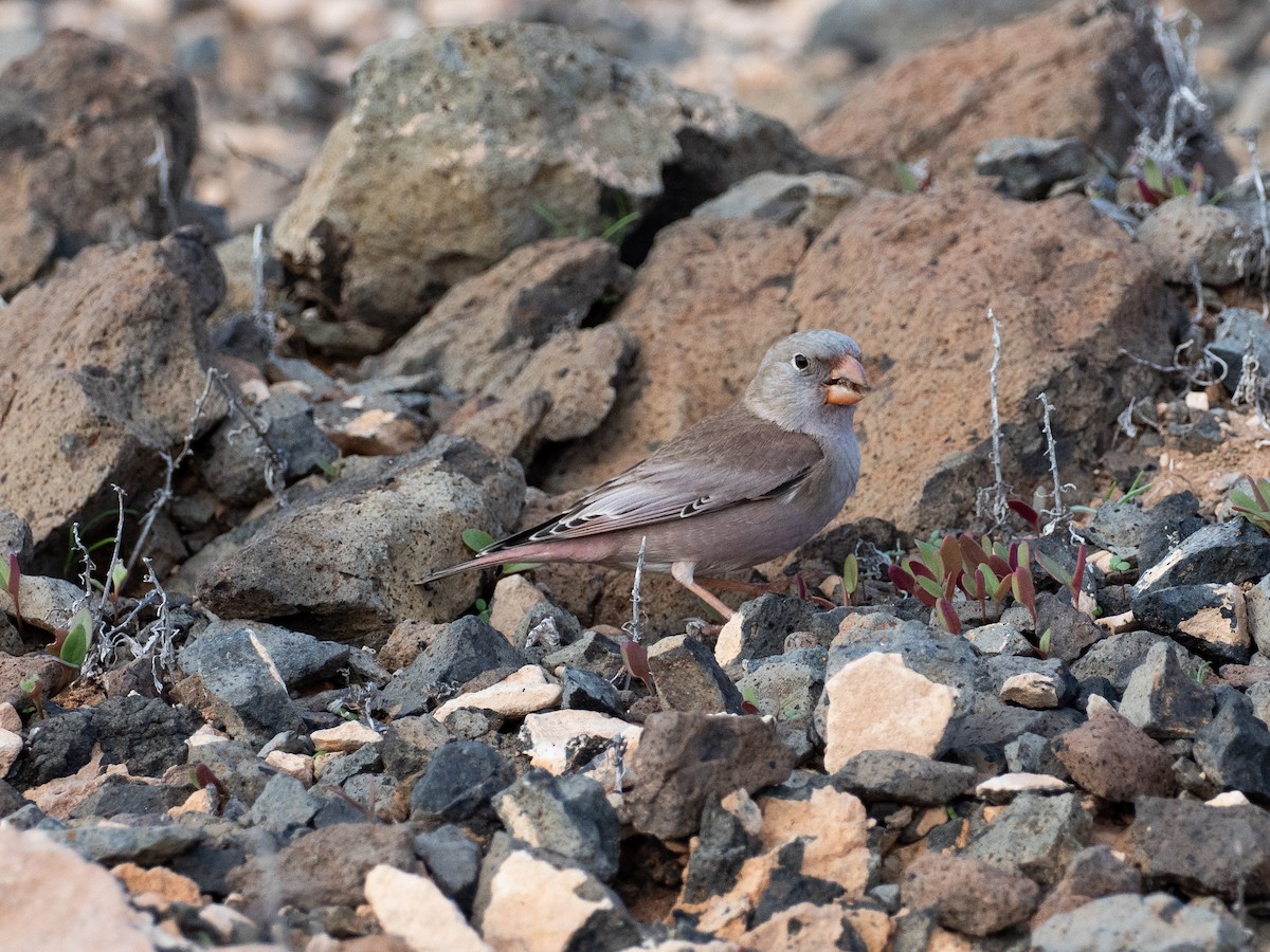 Trumpeter Finch - ML647833184
