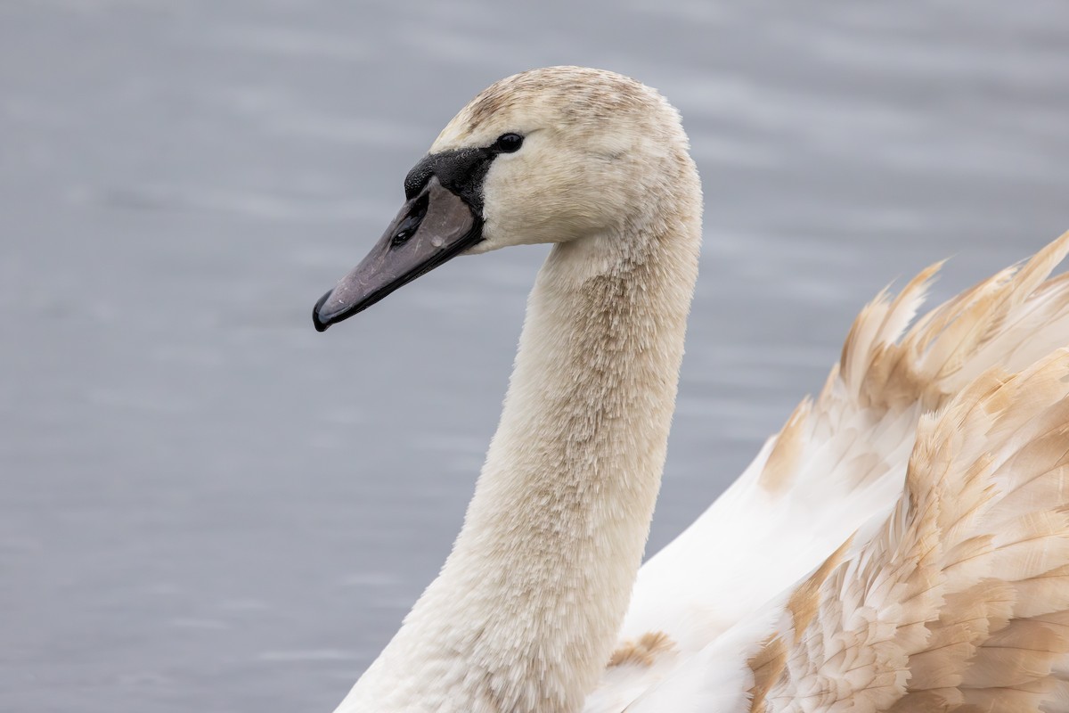 Mute Swan - ML647833185