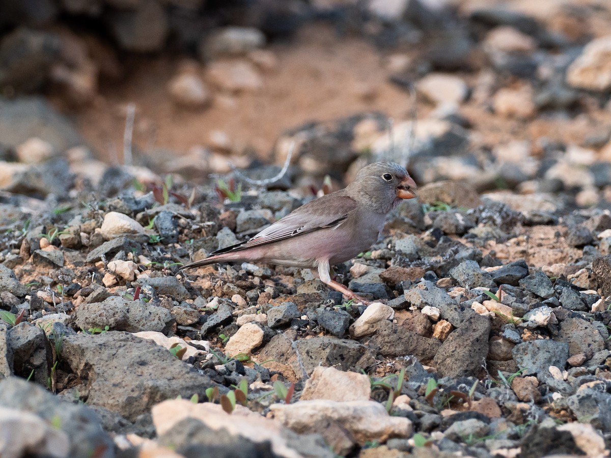 Trumpeter Finch - ML647833187