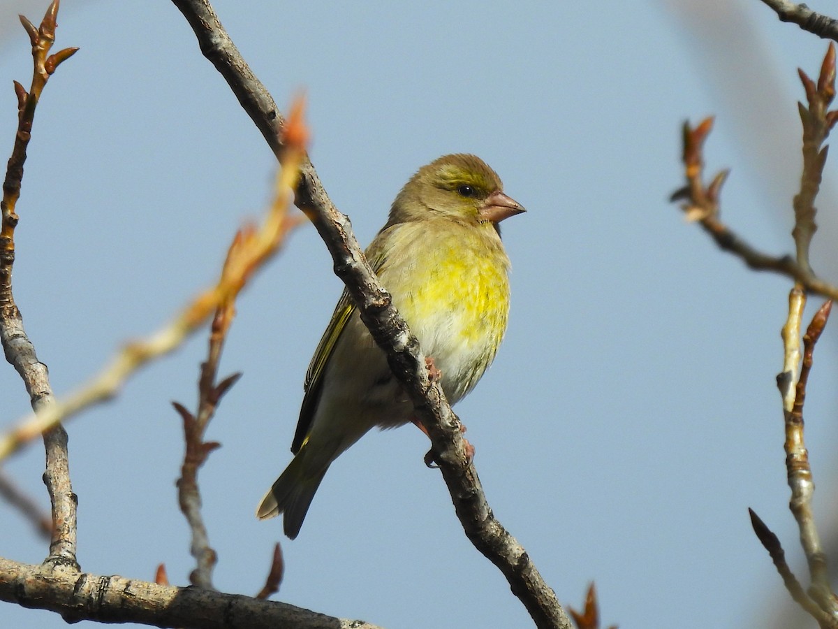 European Greenfinch - ML647833189