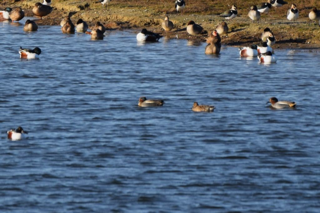 Green-winged Teal - ML647833190