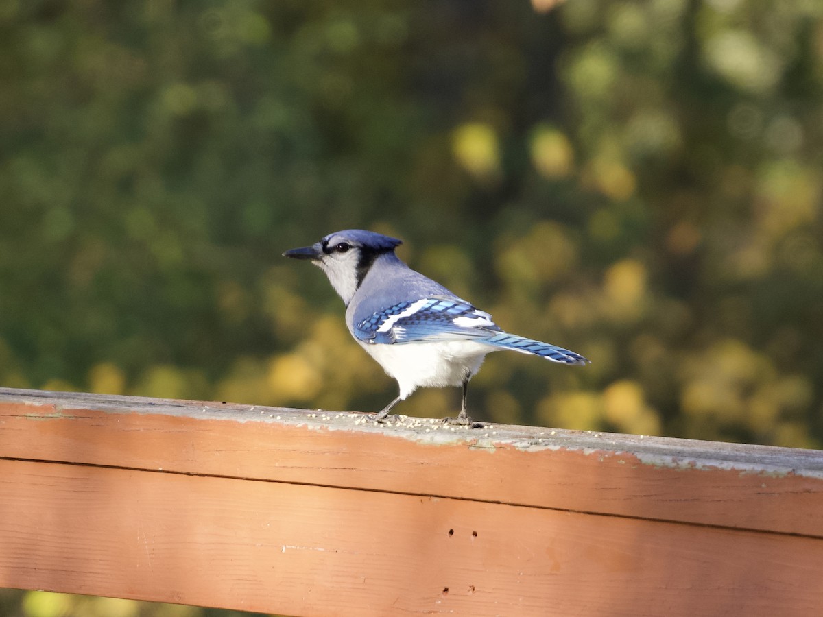 Blue Jay - ML647833191