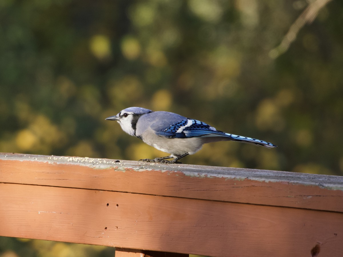 Blue Jay - ML647833192