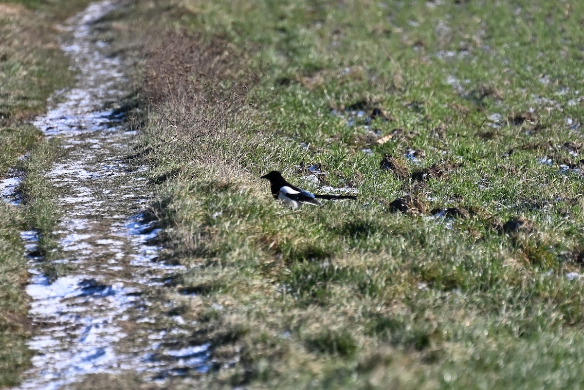 Eurasian Magpie - ML647833193