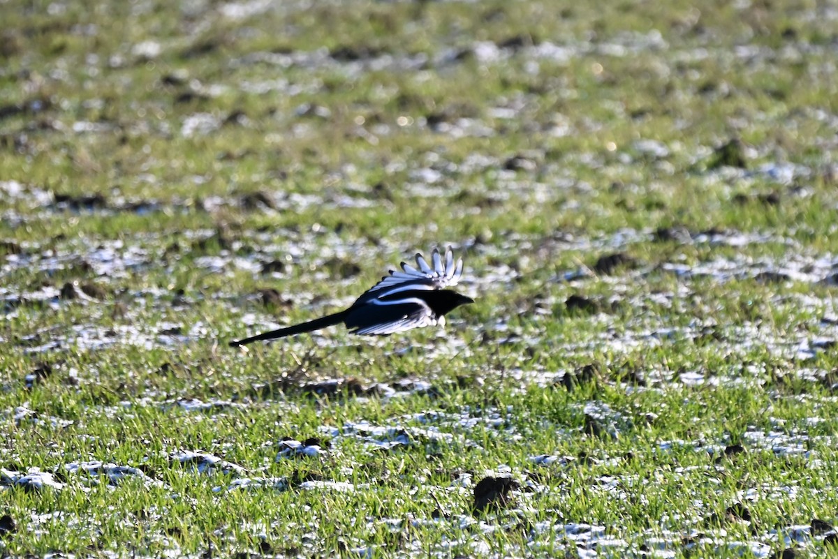 Eurasian Magpie - ML647833194