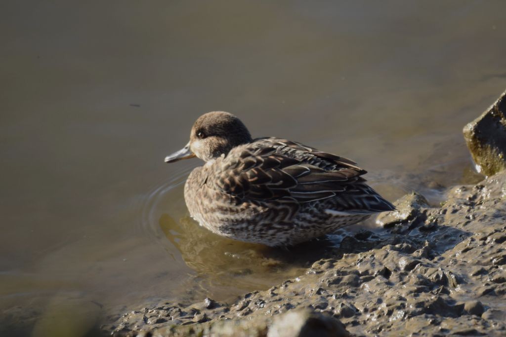 Green-winged Teal - ML647833195