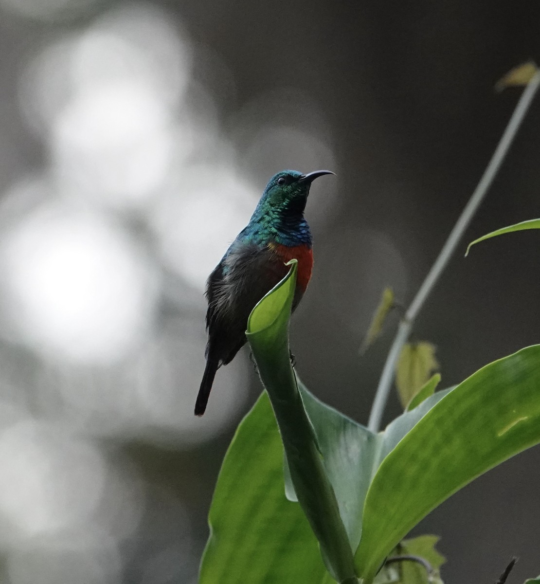 Olive-bellied Sunbird - ML647833196