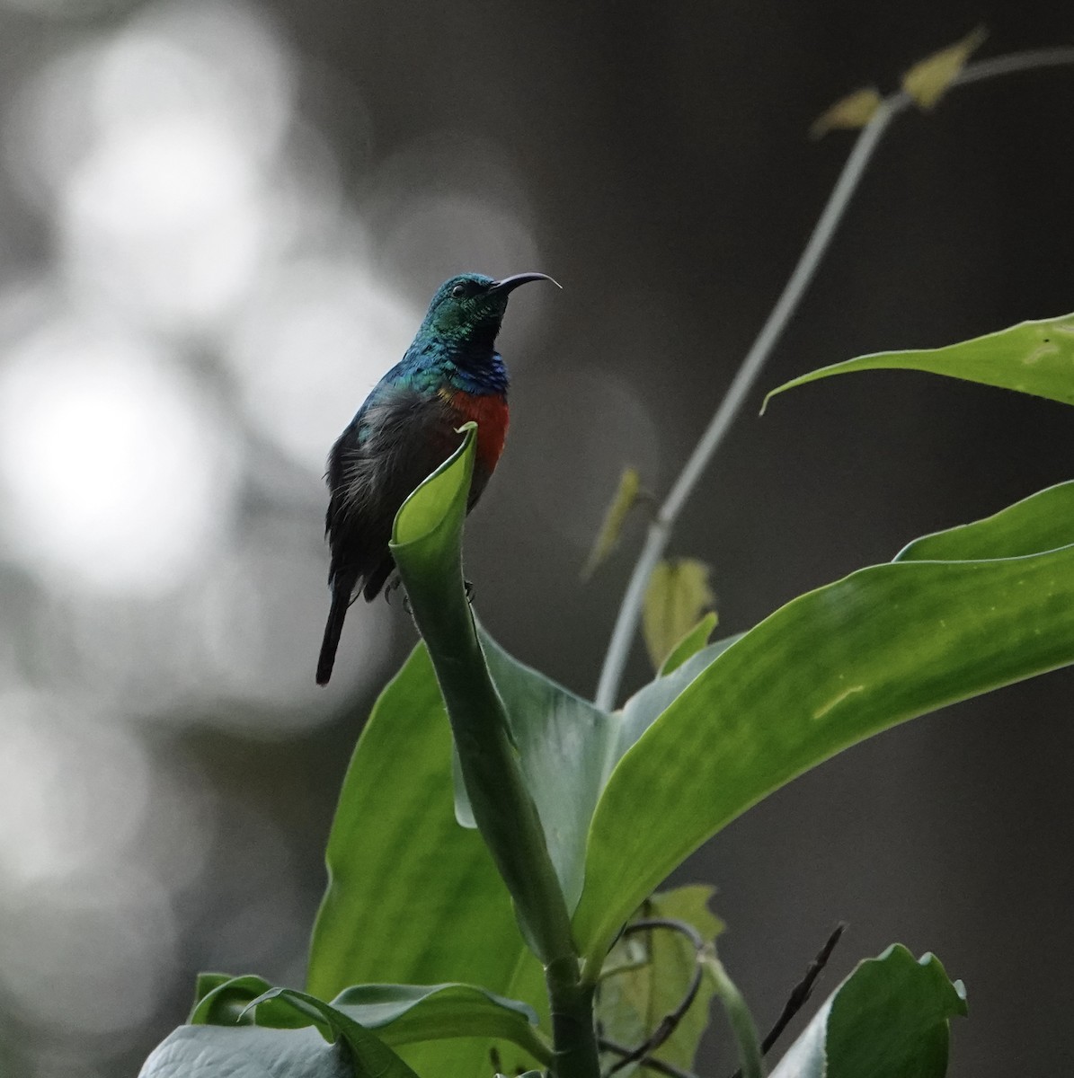 Olive-bellied Sunbird - ML647833197