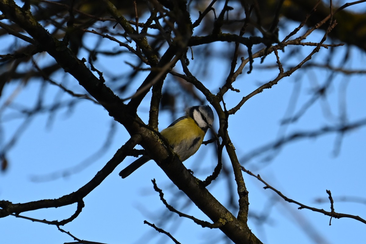 Eurasian Blue Tit - ML647833216