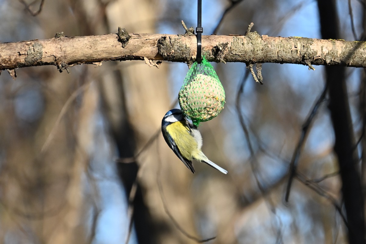 Eurasian Blue Tit - ML647833217