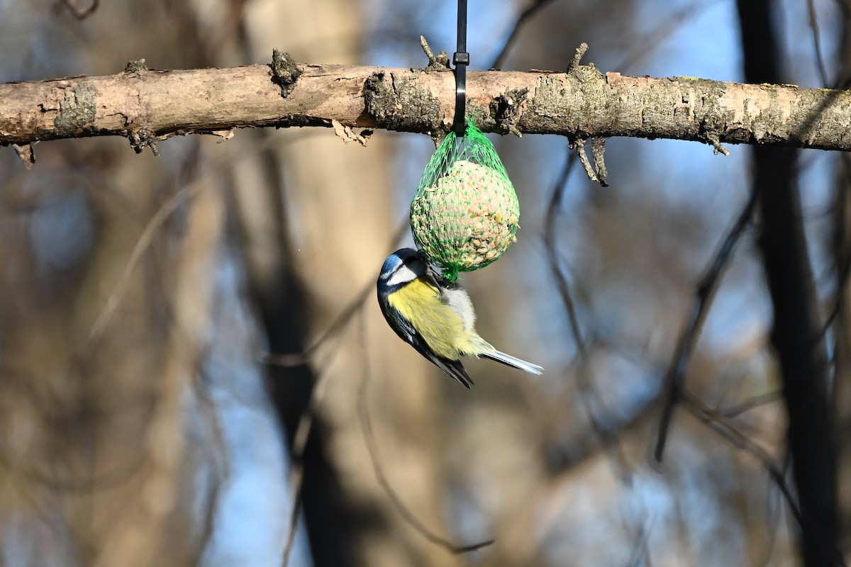 Eurasian Blue Tit - ML647833218