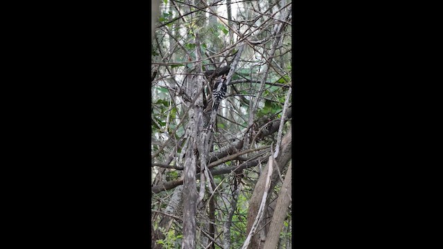 Hairy Woodpecker - ML647833287