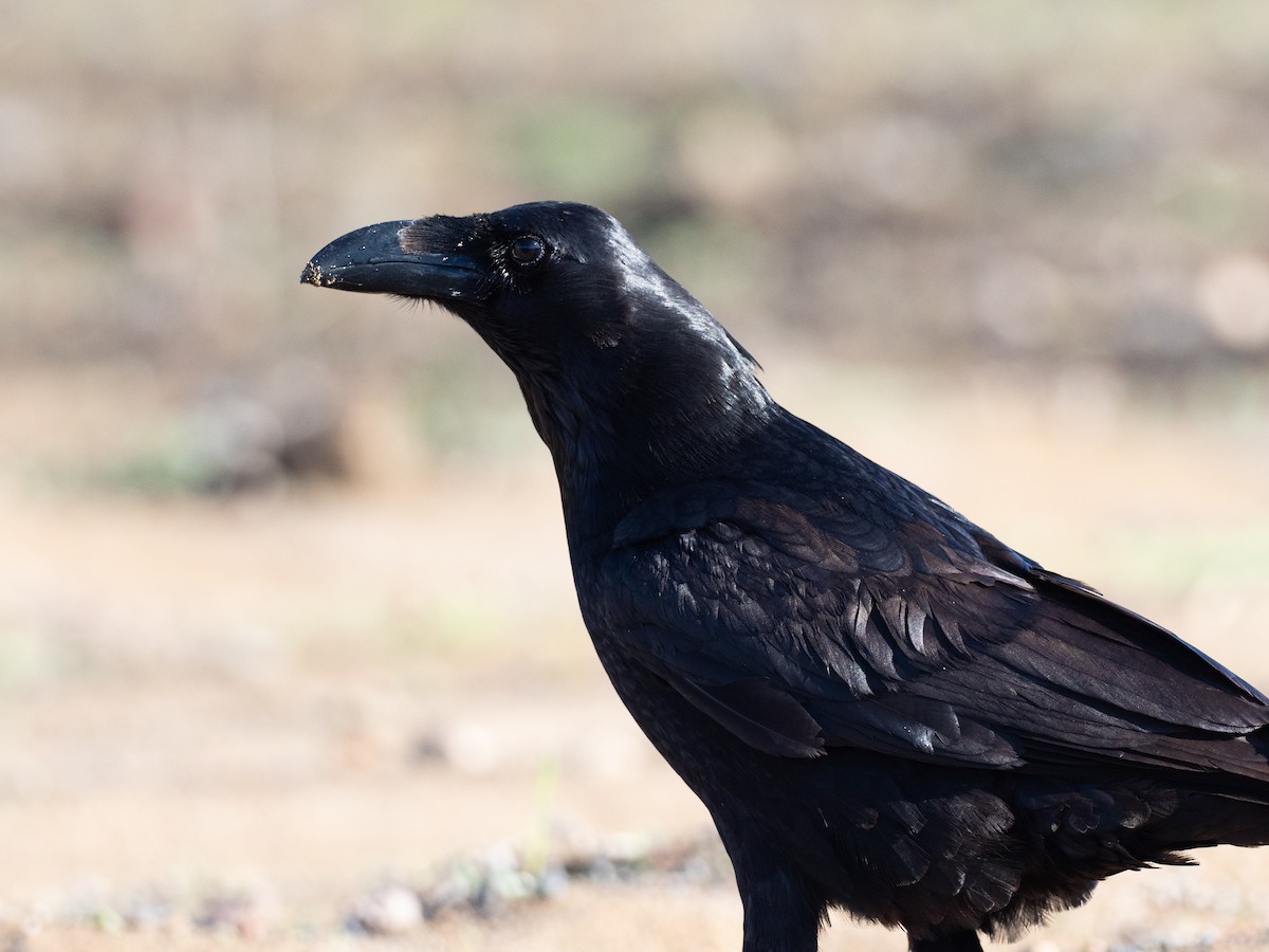 Corvo imperiale - ML647833317